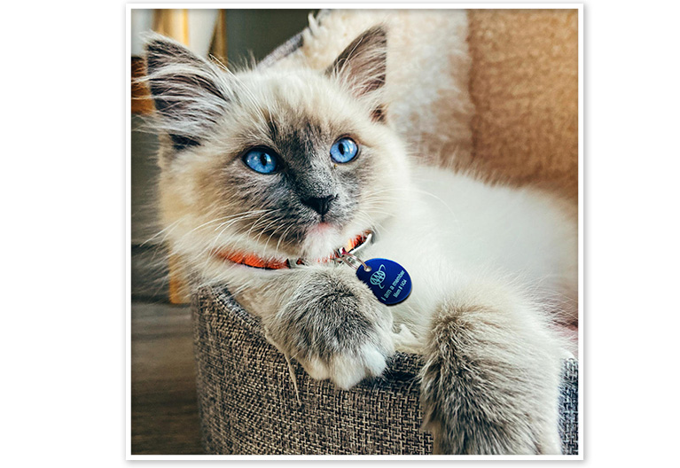 A happy cat with a AAA collar.