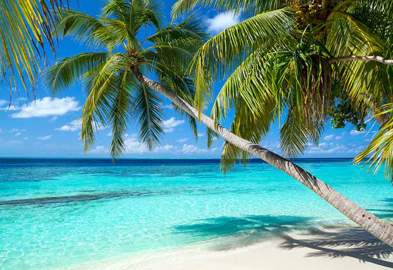 A photo of a palm tree on the shore of a Caribbean beach.