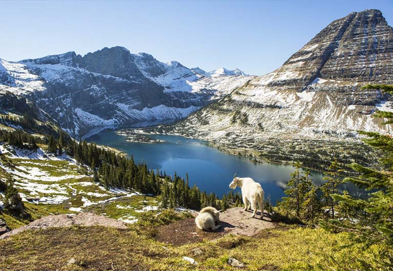 Mountain goat in the US mountains.