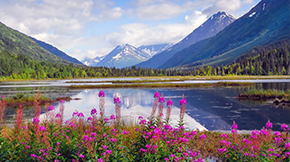 Bright fuchsia colored flowers near an Alaskan pond.