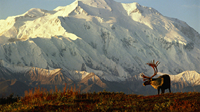A caribou stands on grassy terrain with a snow-covered mountain in the background under sunlight.