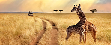 Giraffes standing in the middle of a dry african plain.